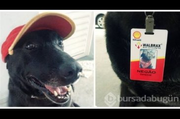 Terk edilmiş köpeği işe aldılar