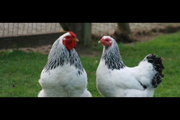 Sanılanın aksine zeki olan hayvanlar