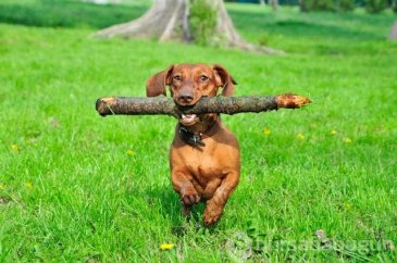 Köpeklerin hareketleri ve anlamları