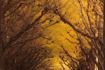 Dünyadaki en romantik 10 doğal tünel