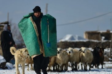Bu çoban yazları koyun güdüyor kışları kayak yapıyor...
