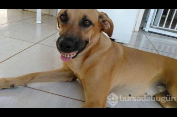 Takma diş takan köpek!
