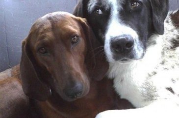 Arkadaşı olmadan sahiplenmeyi reddeden köpek