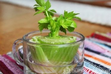 Sebzelerin köklerini çöpe atmayın!