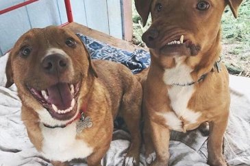 Çenesi yamuk köpek için umut doğdu!