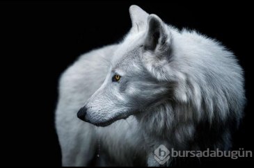 Smithsonian Fotoğraf Ödülleri'nin finalistleri açıklandı