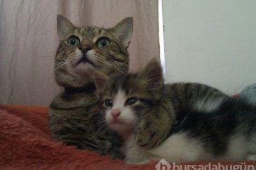 Avuç kadarken bulunan kediyi kedi sahiplenince...
