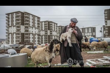 Lüks sitelerin arasında bir çoban
