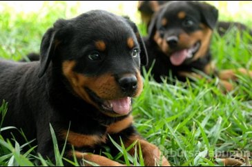 Dünyanın en tehlikeli 11 köpeğinin yavru halleri...