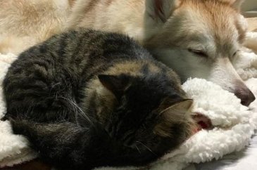 Köpek, yavru kediye kol kanat gerdi