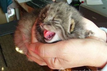 Kedi sanıp sahiplendi, vahşi hayvan çıktılar