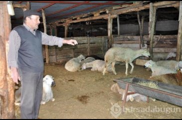 Koyunların telef olma nedeni belli oldu: Veba