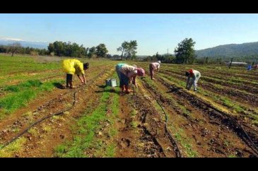 ODTÜ'lü Aslı, kariyerini bırakıp kuşkonmaz üreticisi oldu