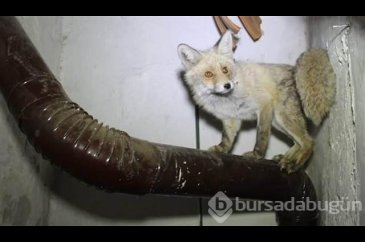 Eve giren Tilki dördüz doğurdu