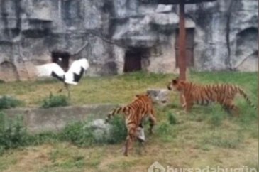 Dünyanın en kabadayı kuşu!