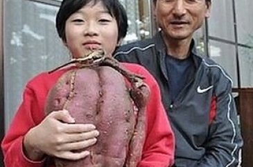 Japonların ilginç meyveleri