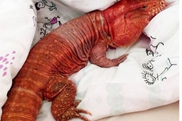 Instagram'da fenomen kertenkele rüzgarı gören inanamıyor