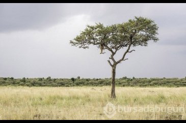 Fotoğrafta gizlenen leoparı görebiliyor musunuz?