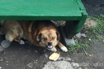 Saldırgan köpeklere karşı yapılması gerekenler