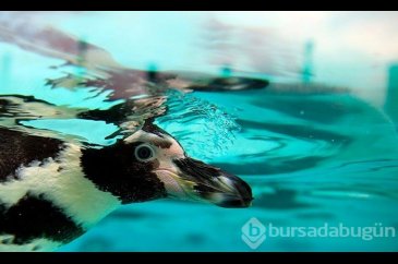 İngiltere'de hayvanat bahçesinde penguenleri katlettiler
