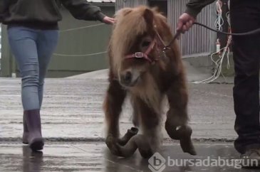 Ölmek üzereyken bulunan midillinin değişimi!
