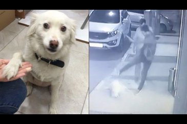 İzmir'deki köpeği tekmeleyen kişi sabıkalı çıktı