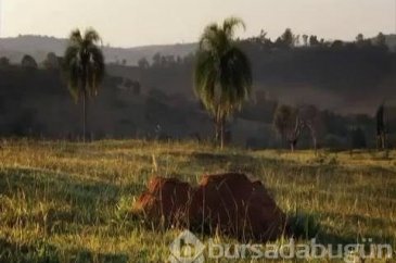 Karınca yuvasını kazdılar!
