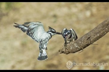 Alaca yalıçapkını Dicle Vadisi'nde görüntülendi