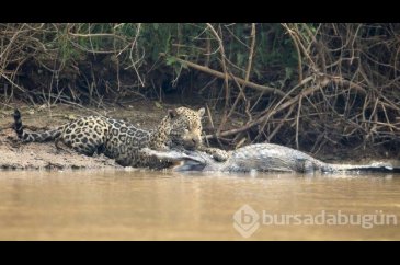 Jaguar timsahı tek hamlede yakaladı