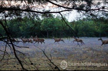 Bursa'da aç kalan köpekler üniversitedeki geyikleri yedi!