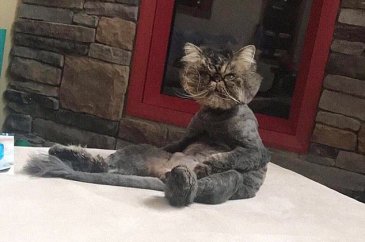 Şaşırtıcı kedi oturuşları