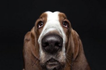Köpeklerin kişilikleride insanlara benzer