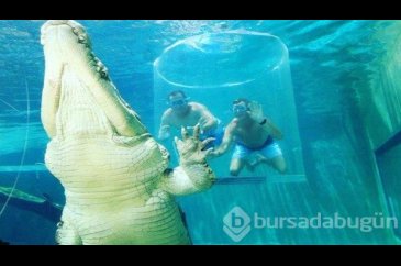 Timsah havuzunda tatil
