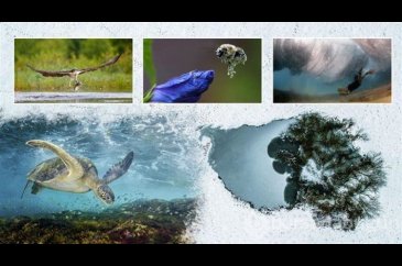 Yılın Doğa Fotoğrafçısı yarışmasından müthiş kareler