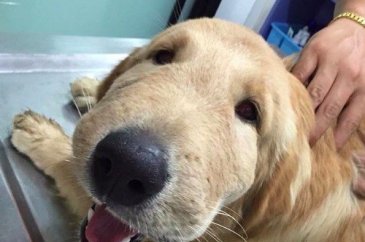 Arı yiyen köpekler pişman oldu