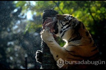 Bursa'da hayvanat bahçesine büyük ilgi