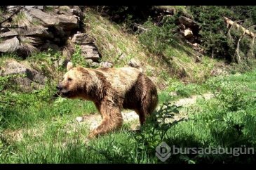 Gizli kameraya yakalanan yaban hayatı