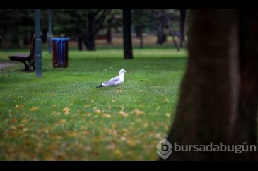 Bursa'da sonbahar!