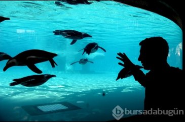 Bursa hayvanat bahçesinin gözdesi penguen ve foklar	