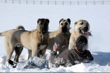 Kangal köpekleri, sınır karakollarında görev alacak