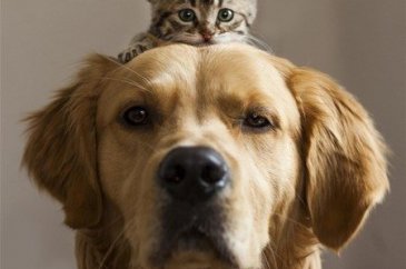 Kedi - köpek sevgisi şaşırtıyor