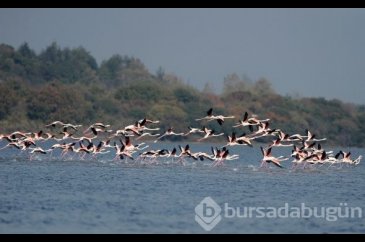 Flamingolar Türkiye'yi sevdi
