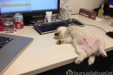 İşte sosyal medyanın en sevimli köpekleri