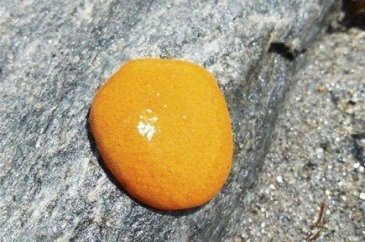 Birbirinden ilginç deniz canlıları