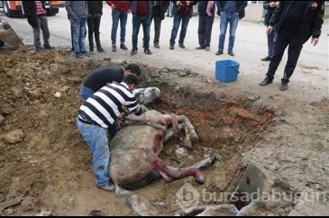 Kanalizasyona düşen atı, itfaiye kurtardı