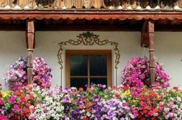 En güzel balkon ve bahçe çiçekleri