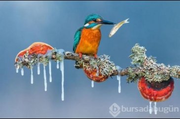 Siena Uluslararası Fotoğraf Ödülleri
