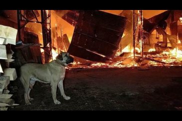 Fabrika yandı, bağlı olan köpeği itfaiye kurtardı
