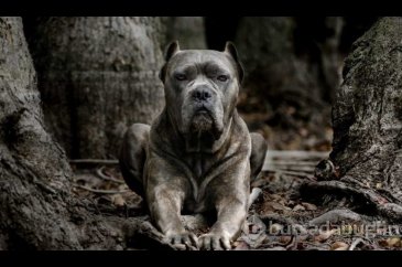 Dünyanın en tehlikeli 13 köpek ırkı