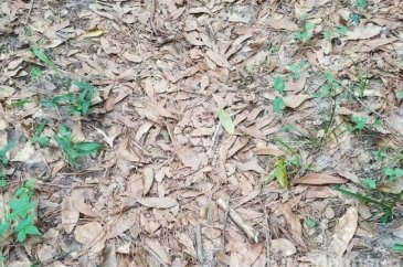 Fotoğraflarda gizlenmiş hayvanları bulabilecek misiniz?
